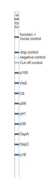 MegaLine Borrelia Strip.webp