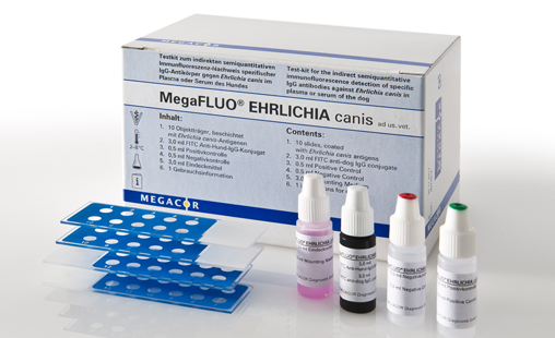 [817S10FK1] MegaFLUO® HCC (Canine Adenovirus Type I), 10 Objektträger